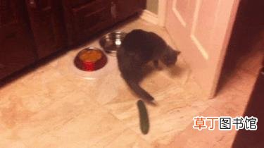 猫吃老鼠会不会有事? 猫为什么害怕黄瓜