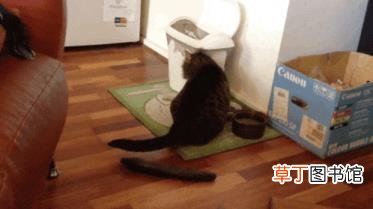 猫吃老鼠会不会有事? 猫为什么害怕黄瓜