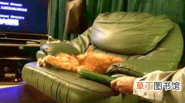 猫吃老鼠会不会有事? 猫为什么害怕黄瓜