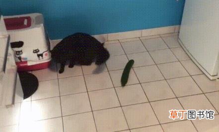 猫吃老鼠会不会有事? 猫为什么害怕黄瓜