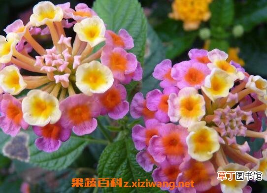 吉祥如意花的养殖方法和养殖技巧