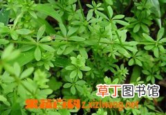 猪殃殃的功效和作用以及具体使用方法