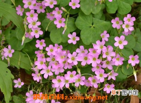 紫花酢浆草的养殖方法