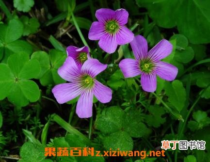 紫花酢浆草的养殖方法