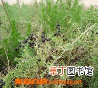 黑枸杞的功效与作用