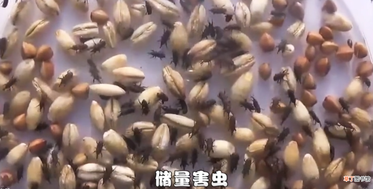 米袋凭空出现的甲虫，每碗饭可能都有其虫卵，生虫的米还能吃吗？