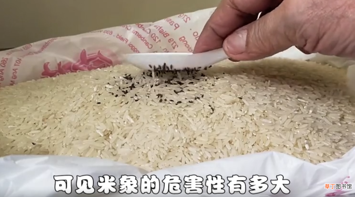 米袋凭空出现的甲虫，每碗饭可能都有其虫卵，生虫的米还能吃吗？
