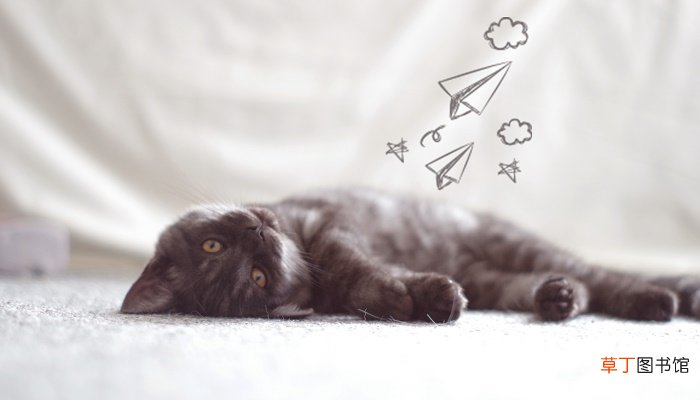 梦见黑猫与我很亲近