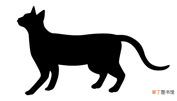 梦见黑猫与我很亲近