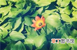 太平天国失败的意义 戊戌变法为什么会失败