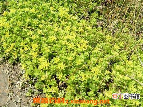 垂盆草的功效与作用及药用价值