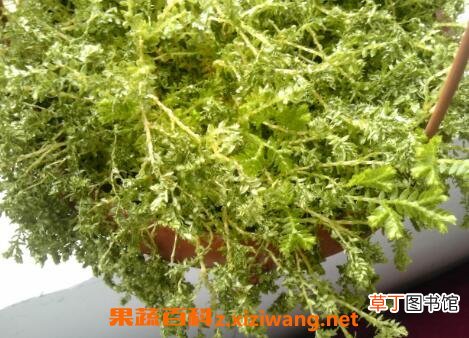 垂盆草的功效与作用及药用价值