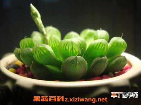 多肉植物玉露怎么养 玉露的养殖方法