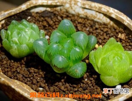 多肉植物玉露怎么养 玉露的养殖方法