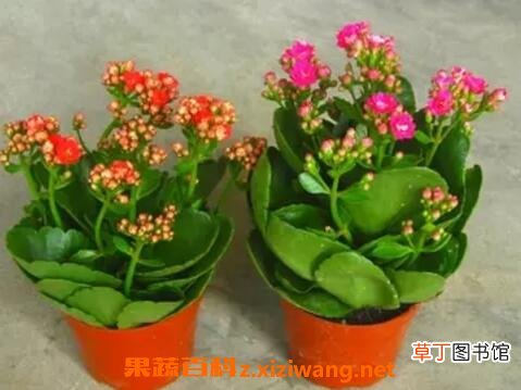 长寿花怎么养 长寿花的养殖方法 养殖长寿花的注意事项