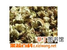 分心木的功效与作用 分心木的副作用