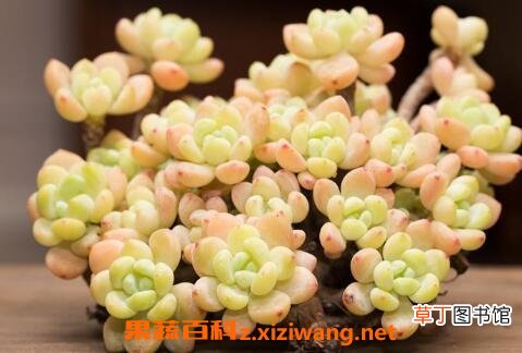 多肉罗琦怎么养护 多肉罗琦的养殖方法