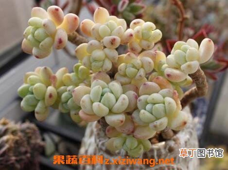 多肉罗琦怎么养护 多肉罗琦的养殖方法