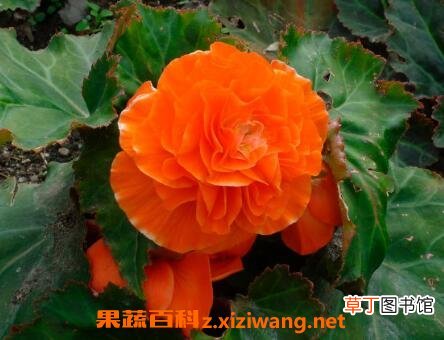 重瓣海棠花的养殖方法