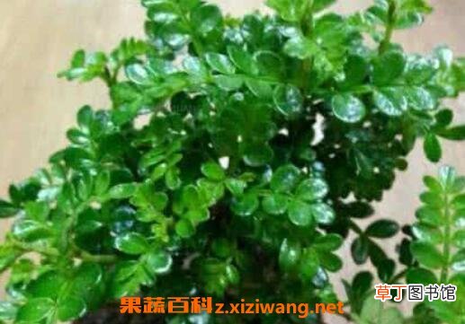 清香木的养殖方法 养殖清香木要注意什么