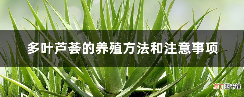 多叶芦荟的养殖方法和注意事项