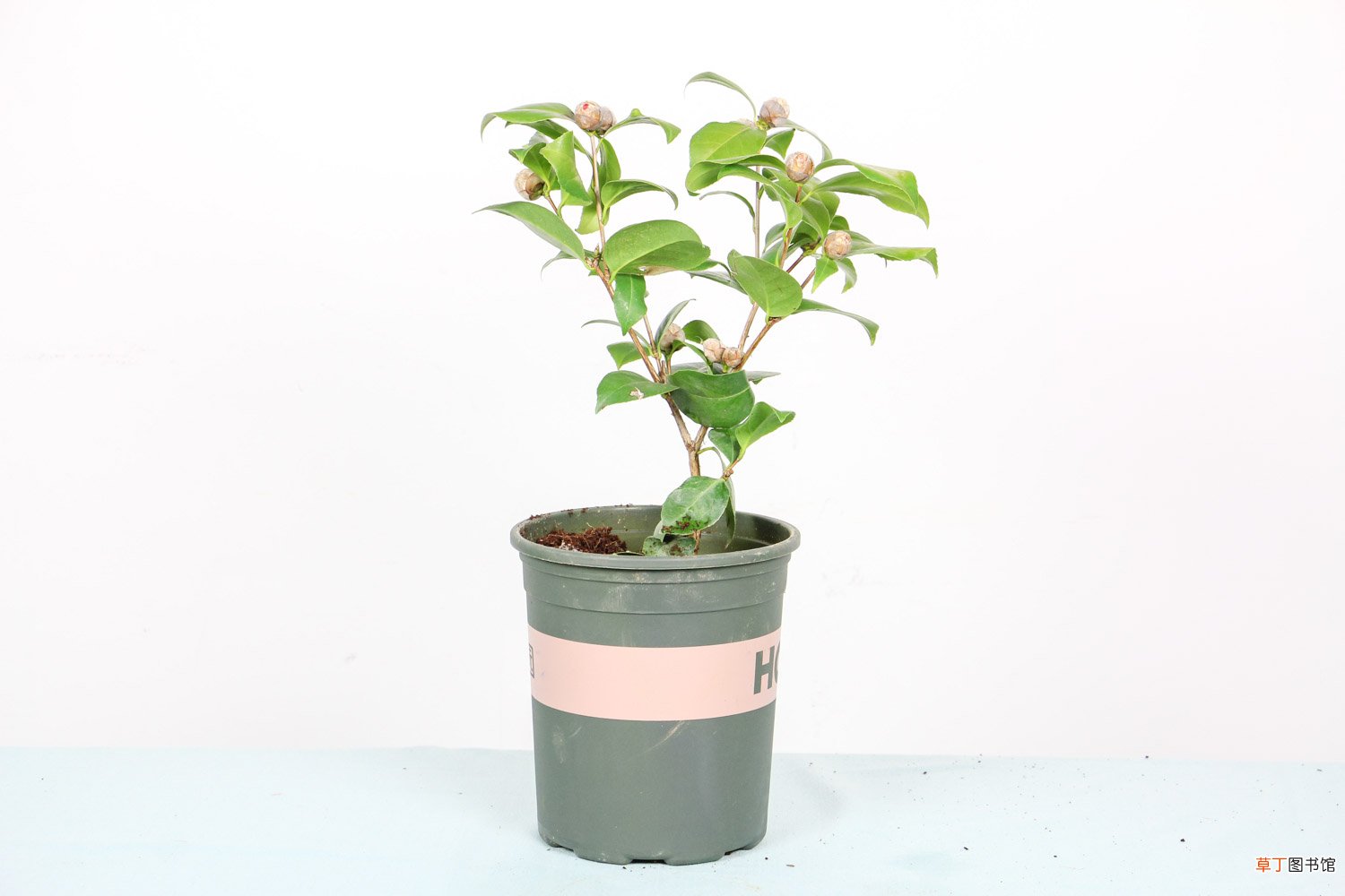 茶花春天怎么养