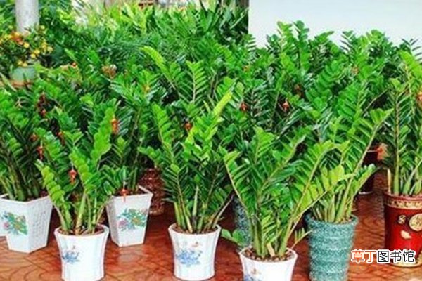 这4种“植物”，常见又好养，1片叶片插土里，30天成盆栽