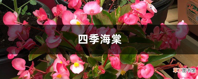 四季海棠在家养，这样“剪几刀”，开花旺叶片绿，喜气洋洋！