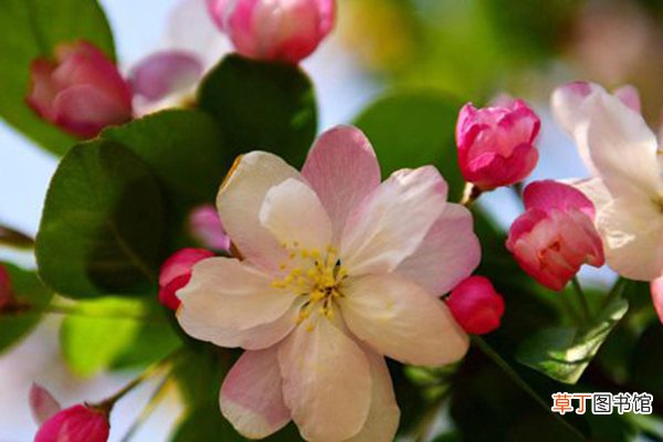 花肥不如这种“废料”，浇一次肥效足，“植株”棵棵长势旺！