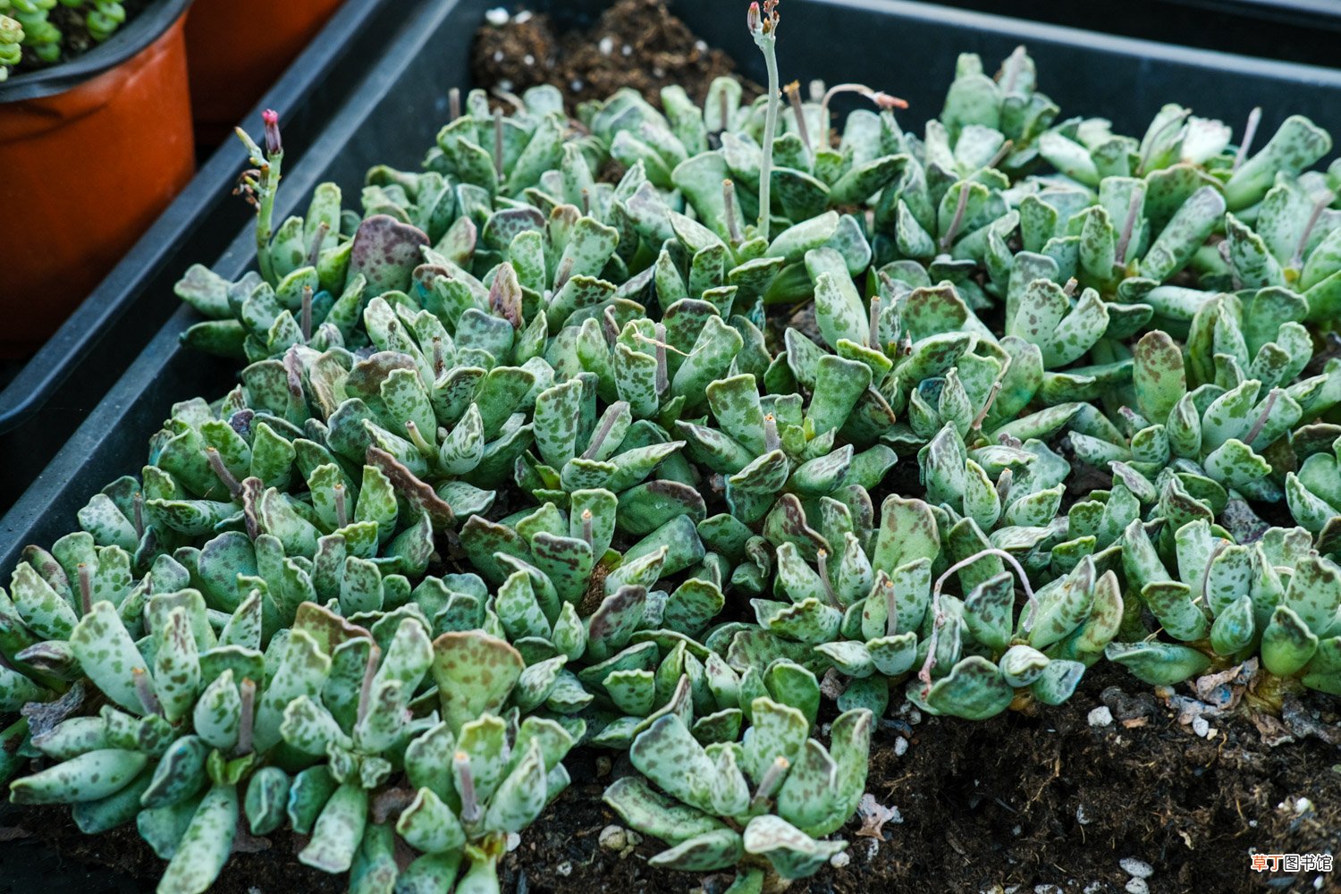 多肉植物怎么养护