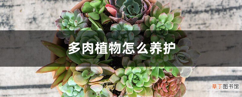 多肉植物怎么养护
