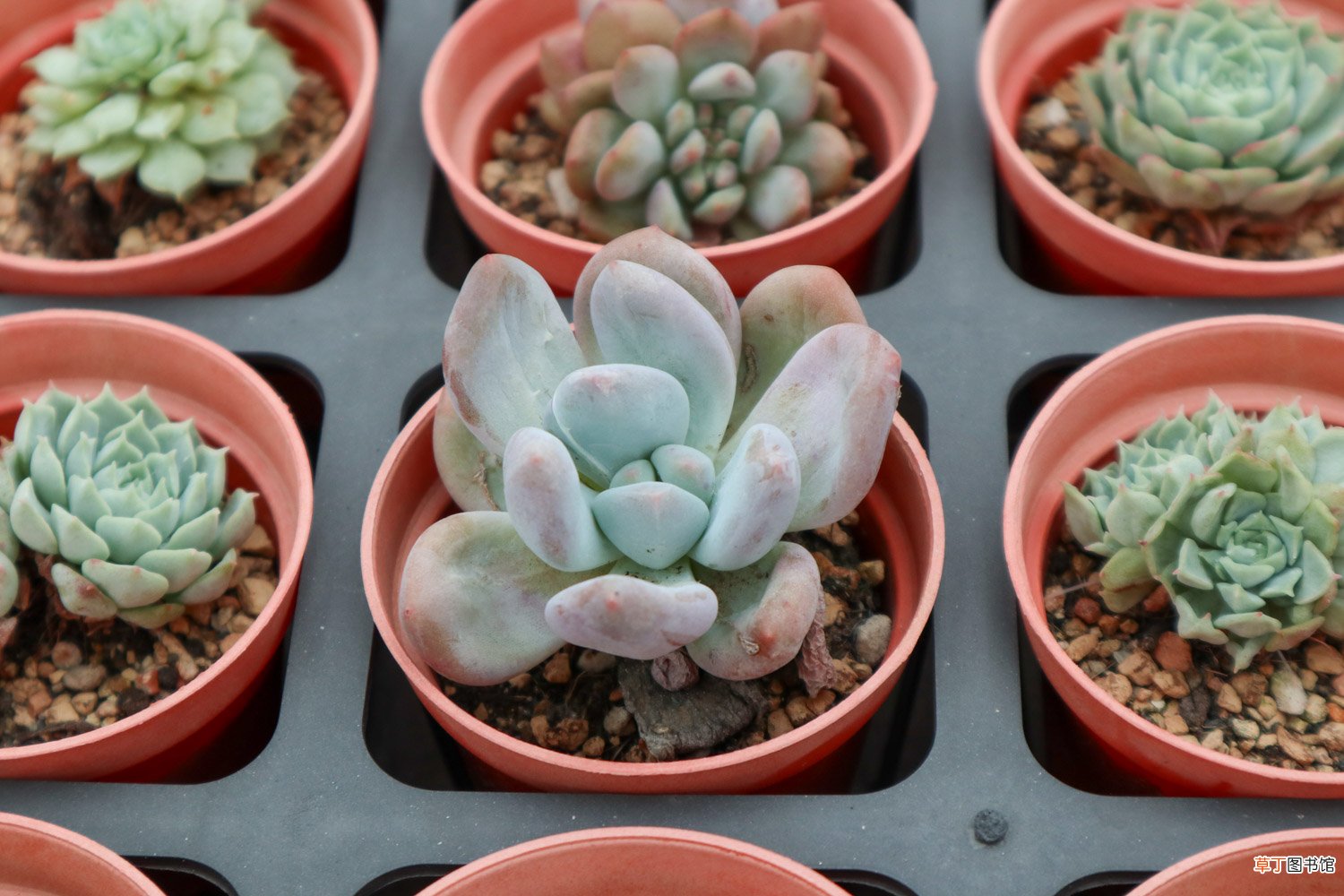 多肉植物怎么养护