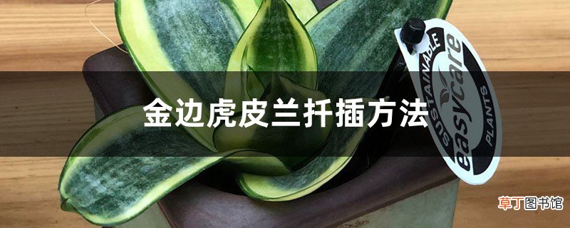 金边虎皮兰扦插方法
