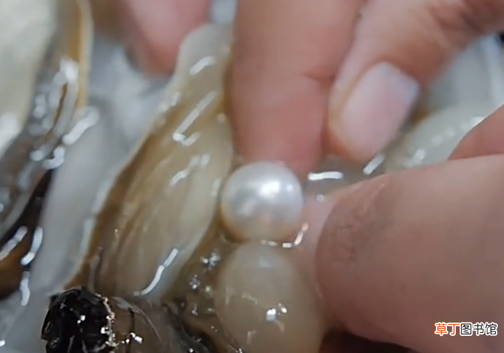 养殖珍珠制作方法 养殖珍珠