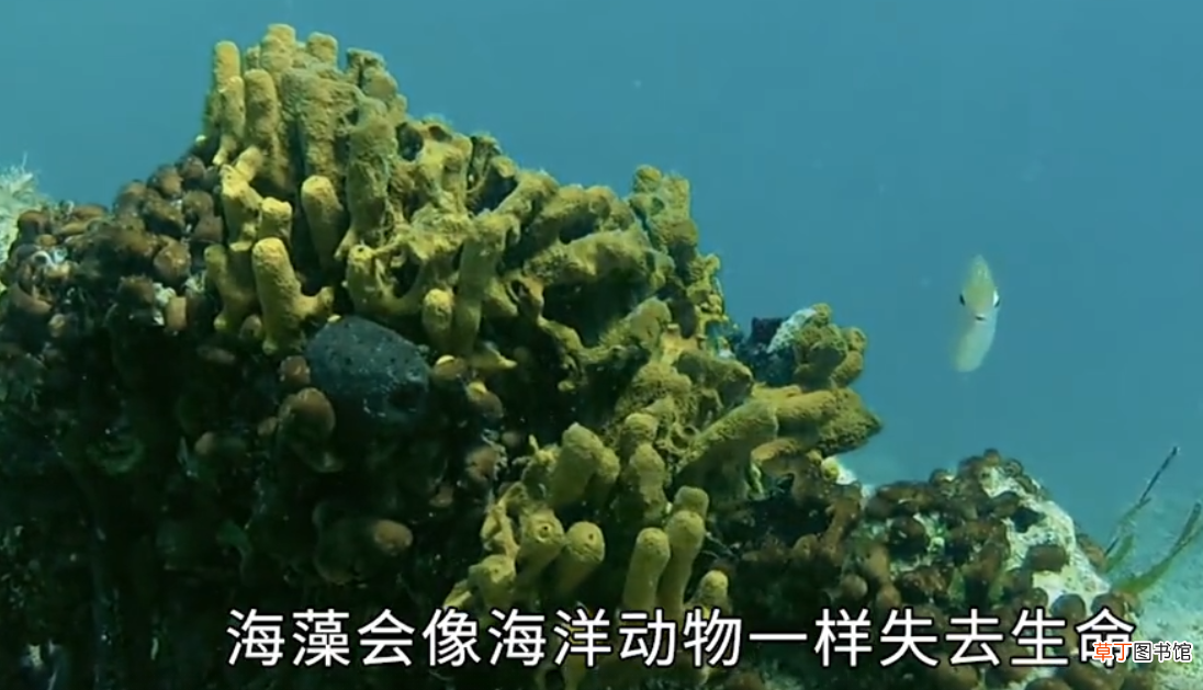 为什么海水是咸的？淡水却是甜的？