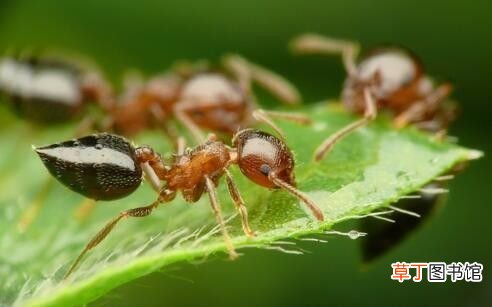 家里有蚂蚁怎么消灭？ 家里有蚂蚁怎么办能除根吗
