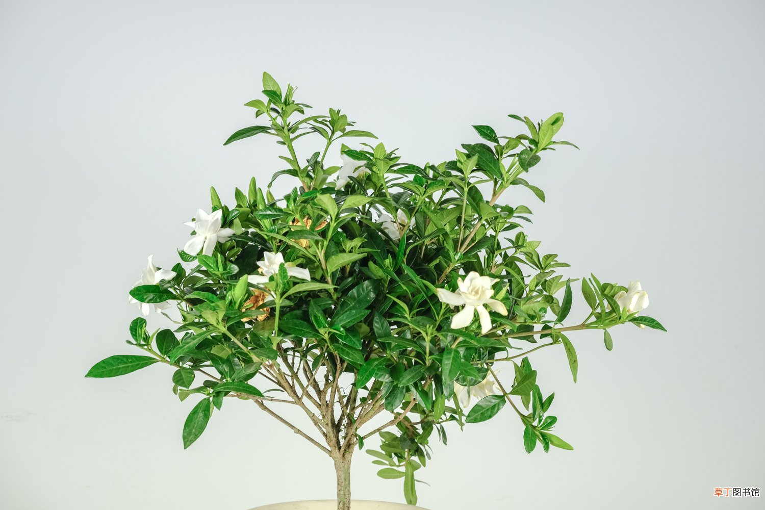 大叶栀子花的养殖方法和注意事项