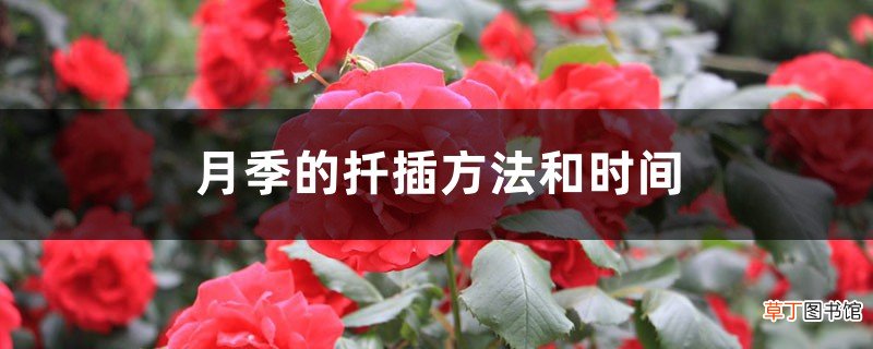 月季的扦插方法和时间