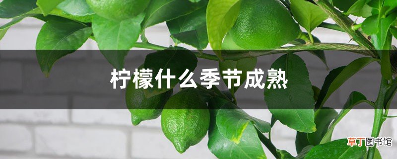 柠檬什么季节成熟