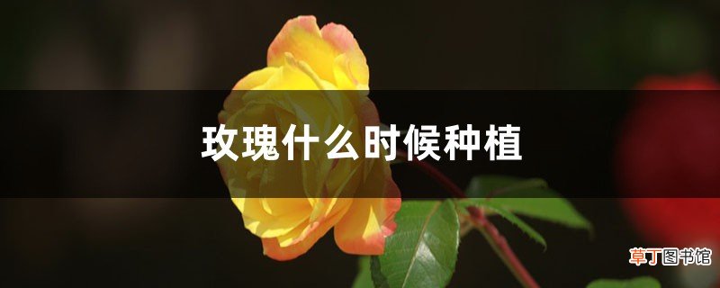 玫瑰什么时候种植