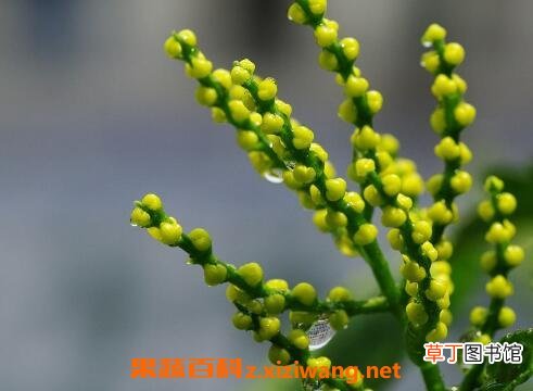 珠兰花的养殖方法和注意事项