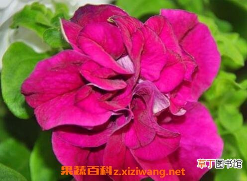 重瓣牵牛花的养殖方法