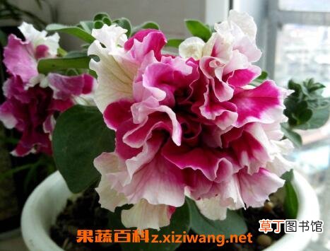 重瓣牵牛花的养殖方法