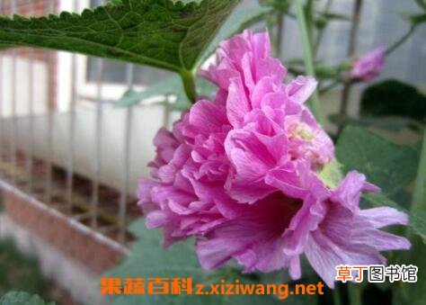 重瓣蜀葵花的养殖方法