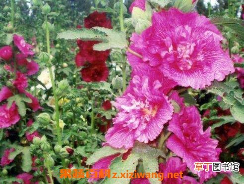 重瓣蜀葵花的养殖方法