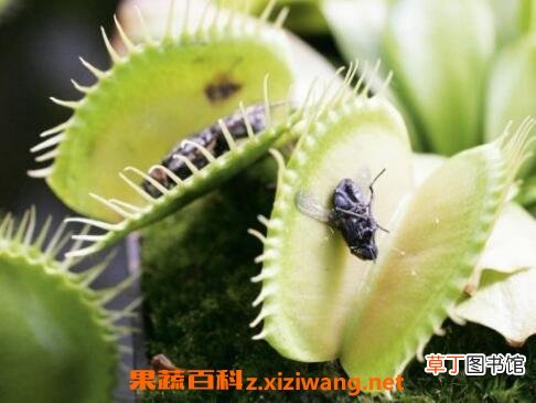 捕蝇草怎么养 捕蝇草的养殖方法