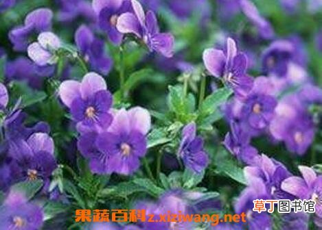 紫罗兰花的养殖方法与繁殖