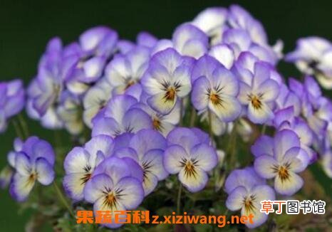 紫罗兰花的养殖方法与繁殖