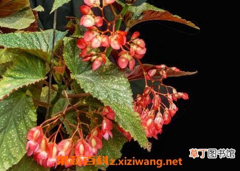 竹节海棠花的养殖方法和注意事项有哪些