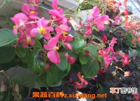 竹叶海棠花的养殖方法和养殖技巧
